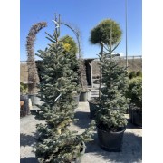 Ялиця гірська «Аргентеа» 160 см